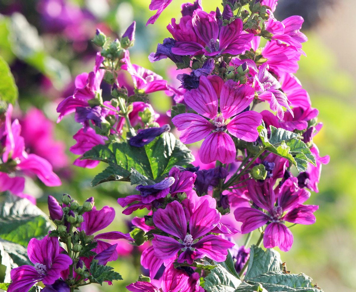 Image of Malva mauritiana specimen.