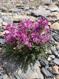 Pedicularis anthemifolia. Цветущее растение. Республика Алтай, Кош-Агачский р-н, верховье р. Актру, морена ледника Малый Актру выс. около 2250 м н.у.м. 19.06.2018.