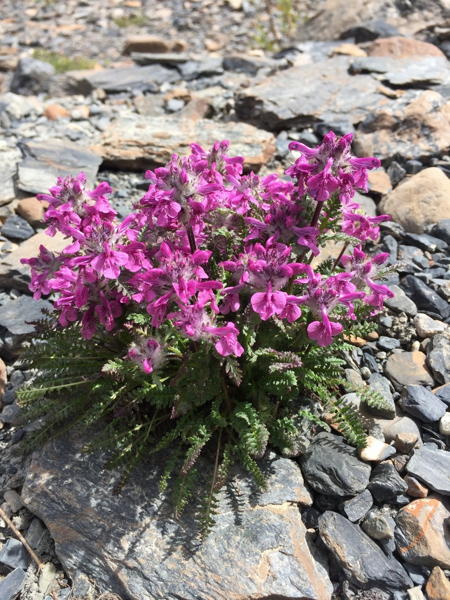 Image of Pedicularis anthemifolia specimen.