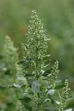 Chenopodium album. Верхушка цветущего растения. Карельский перешеек, окр. Сертолово, посевное поле, на краю грунтовой дороги. 04.07.2020.