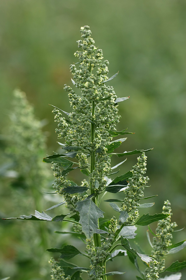 Изображение особи Chenopodium album.