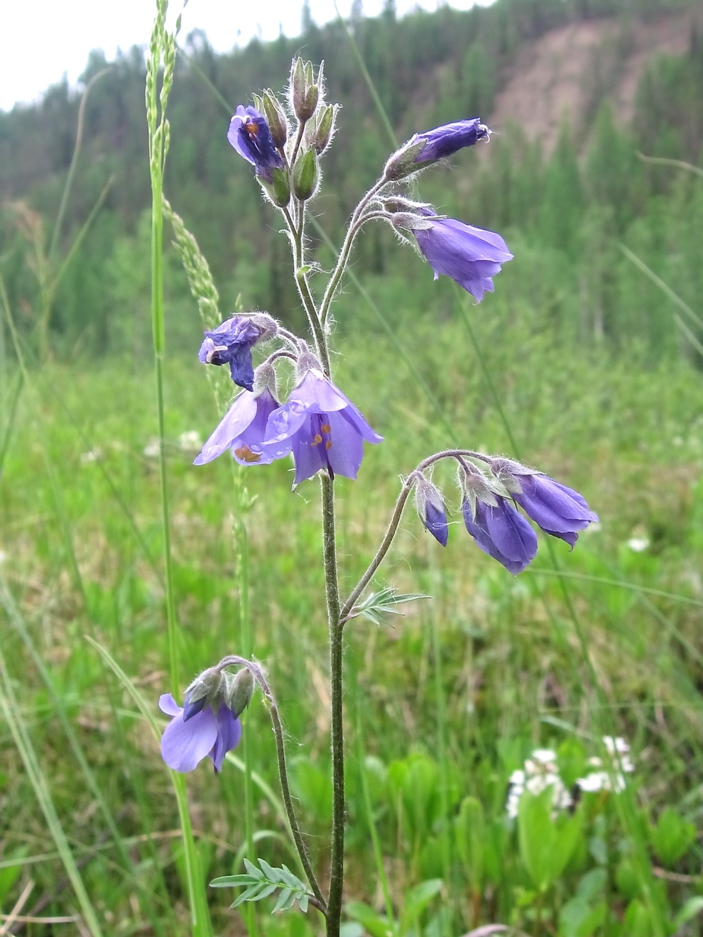 Image of Polemonium campanulatum specimen.