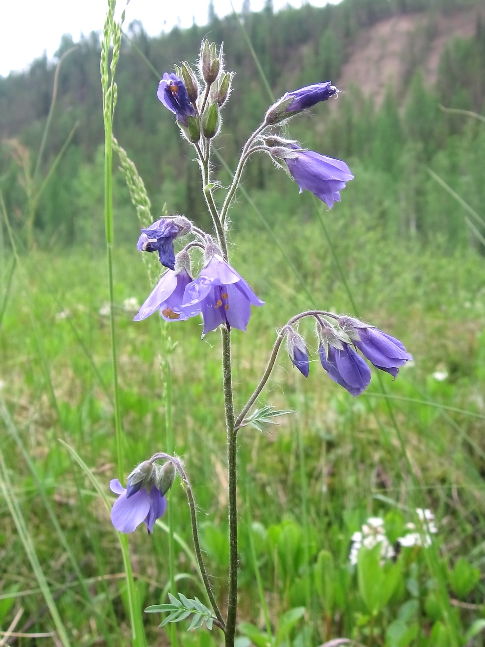 Изображение особи Polemonium campanulatum.