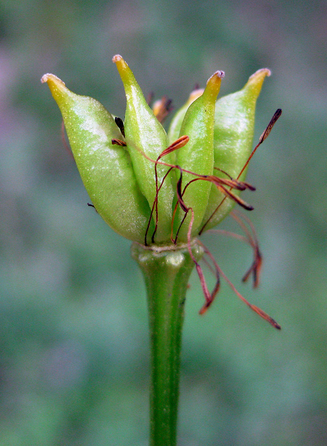 Изображение особи Caltha palustris ssp. laeta.