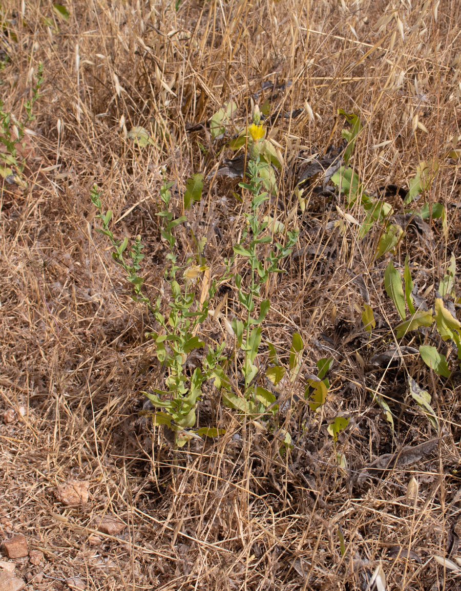 Image of Klasea cerinthifolia specimen.