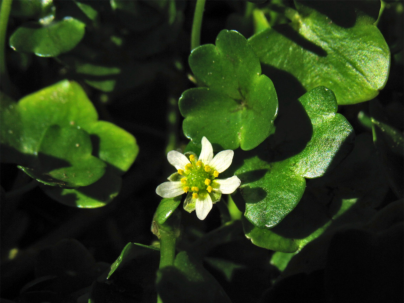 Image of Ranunculus hederaceus specimen.