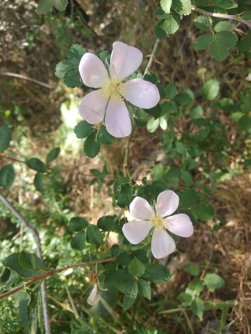 Image of Rosa nanothamnus specimen.