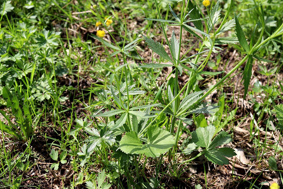 Image of Ranunculus fallax specimen.