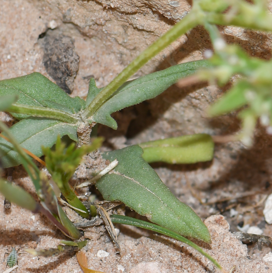 Image of Valerianella dufresnia specimen.