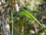 Passiflora ligularis