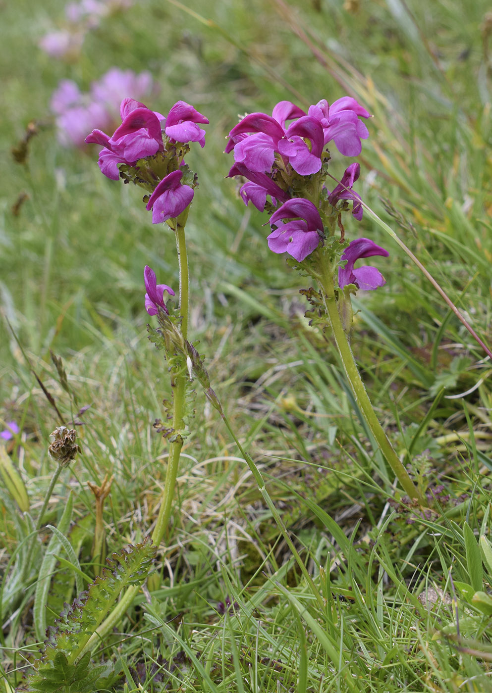 Изображение особи Pedicularis pyrenaica.