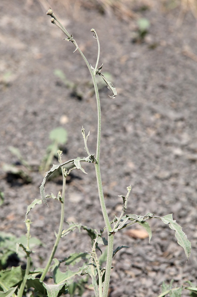 Изображение особи Crepis sonchifolia.