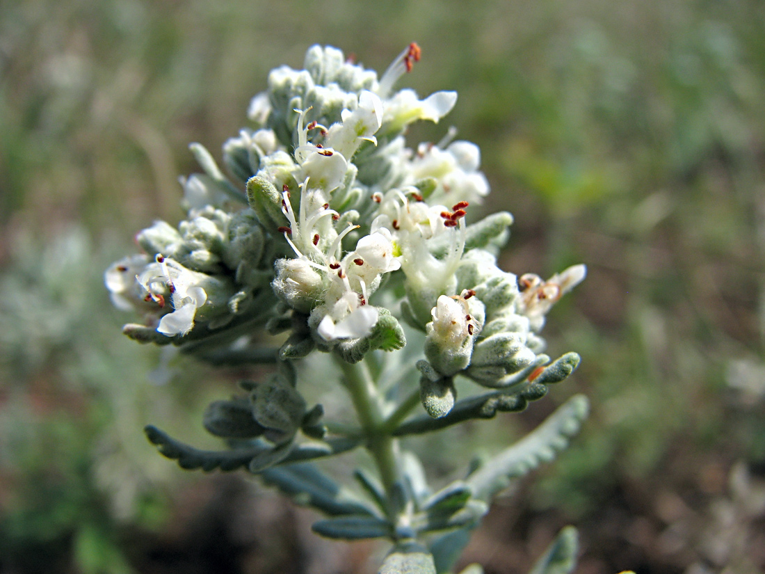 Image of Teucrium capitatum specimen.