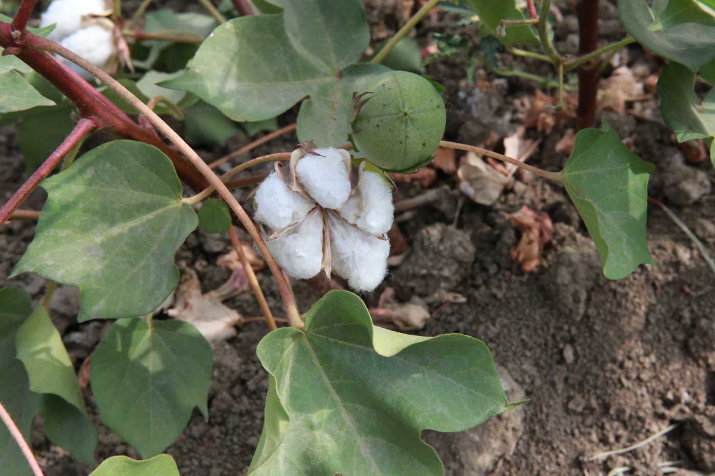 Image of Gossypium hirsutum specimen.