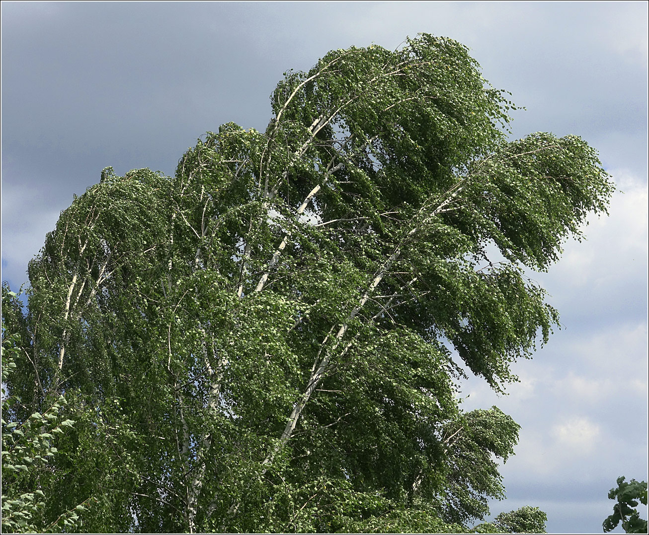 Изображение особи Betula pendula.