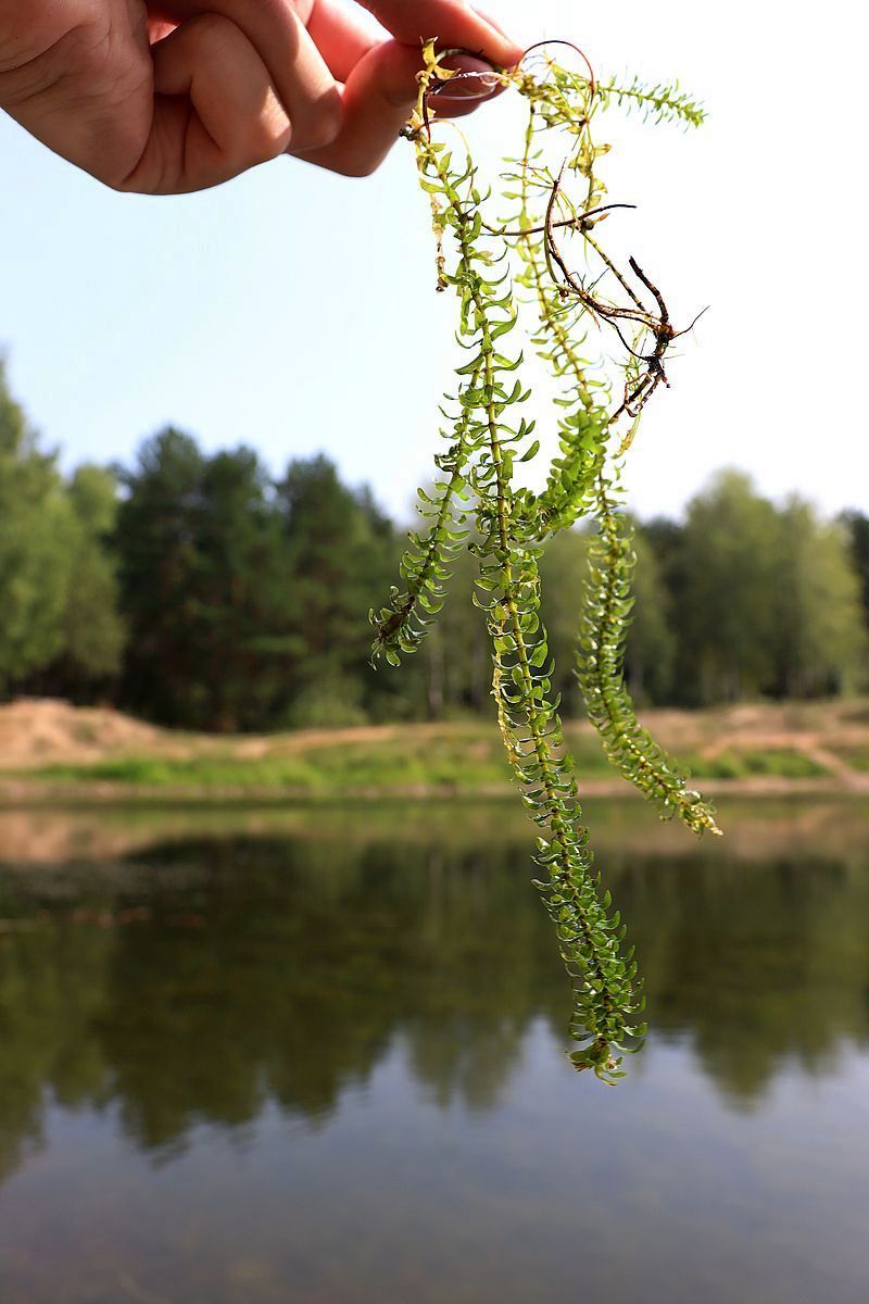 Изображение особи Elodea canadensis.