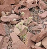 genus Lomelosia