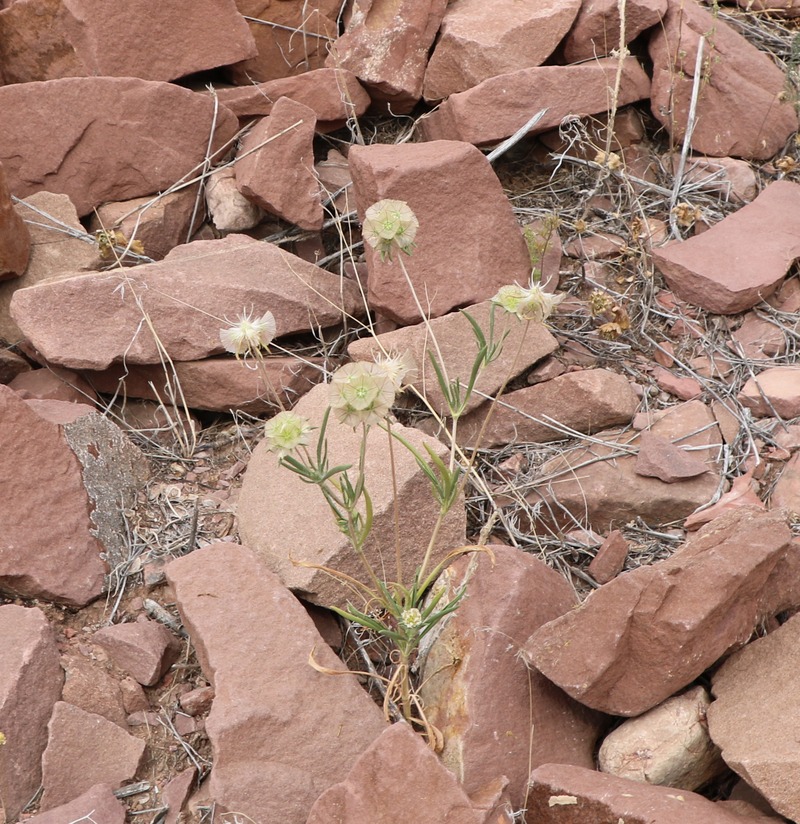 Image of genus Lomelosia specimen.