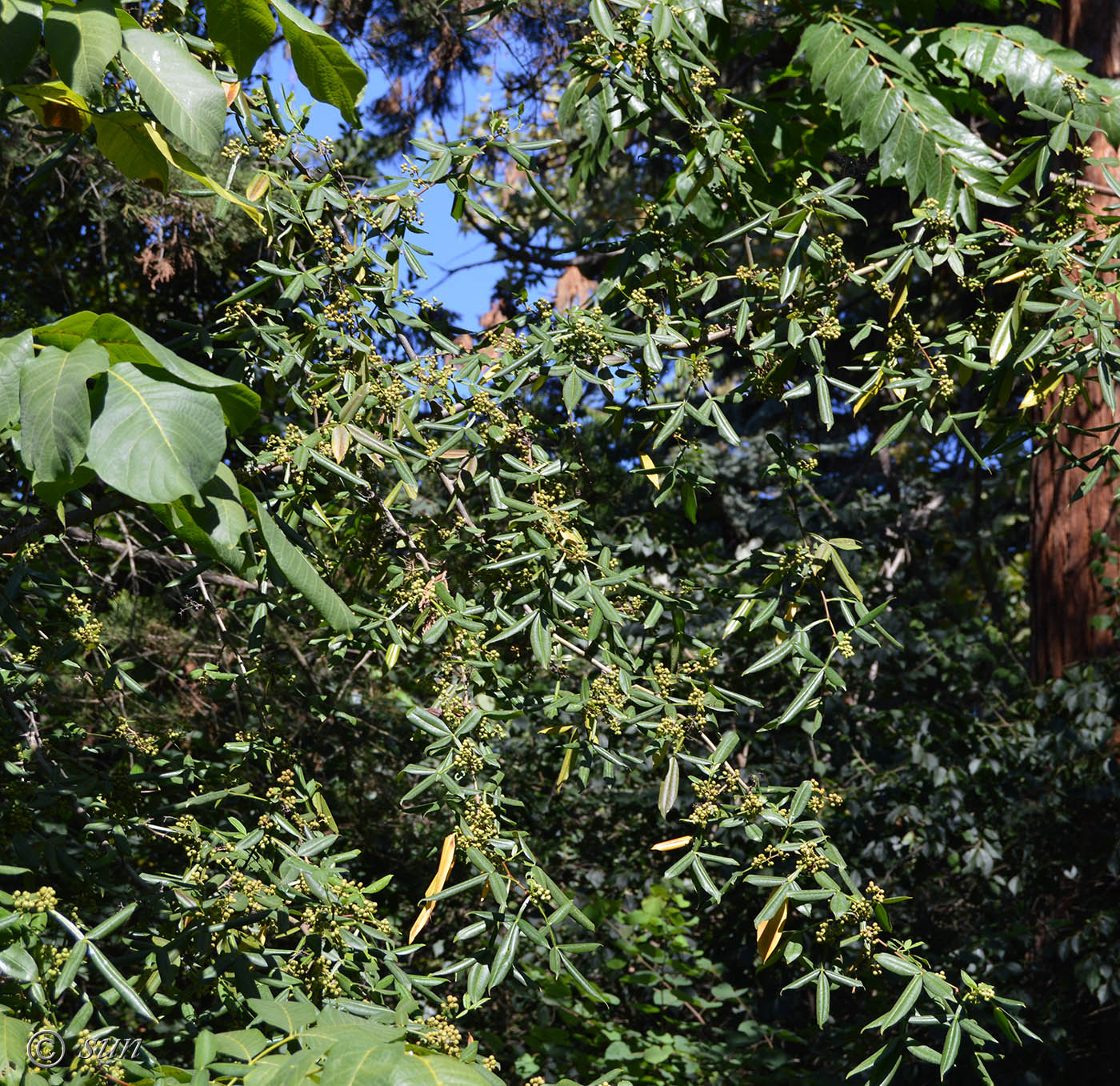 Изображение особи Zanthoxylum alatum.