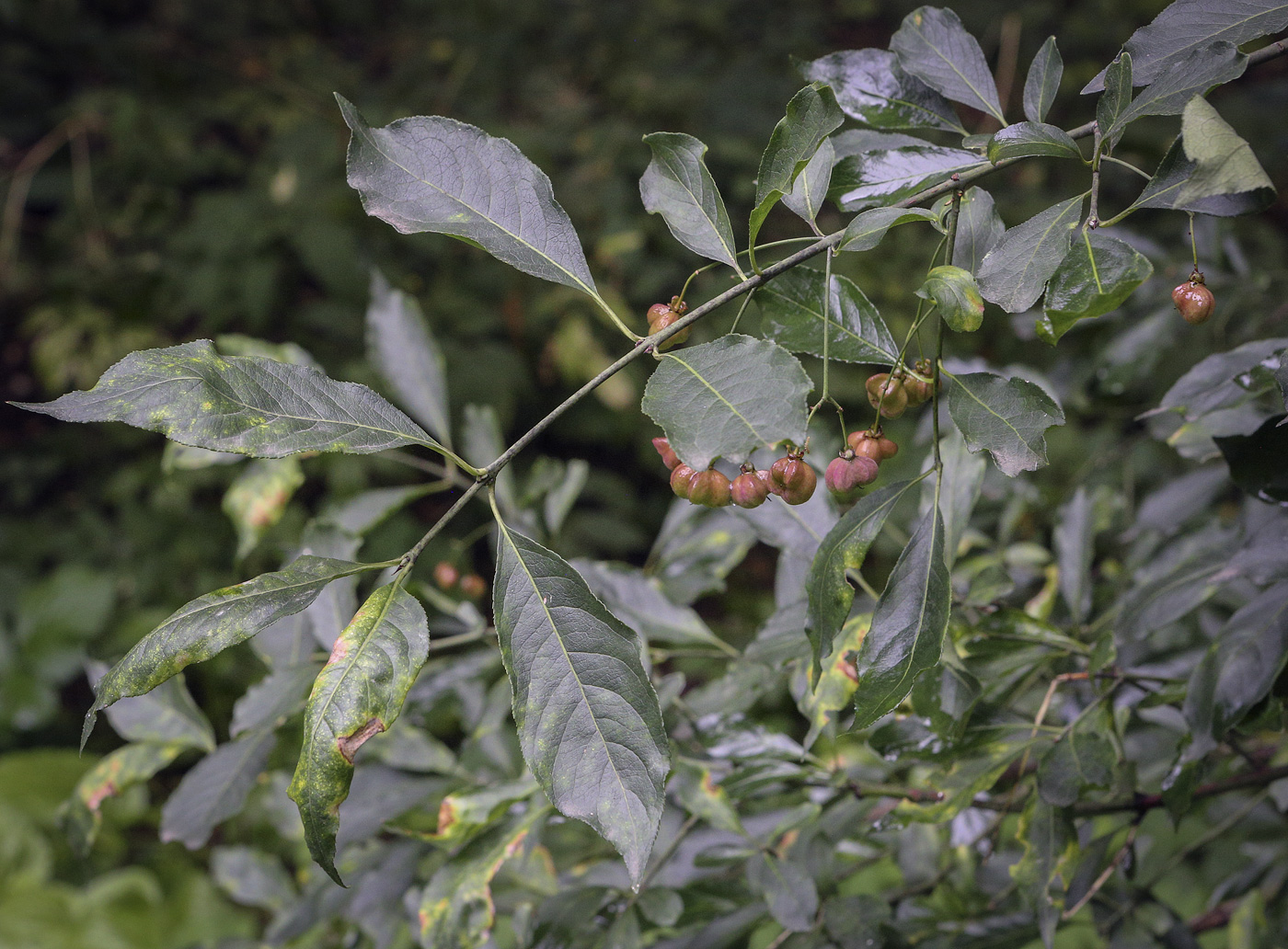 Изображение особи Euonymus bungeanus.