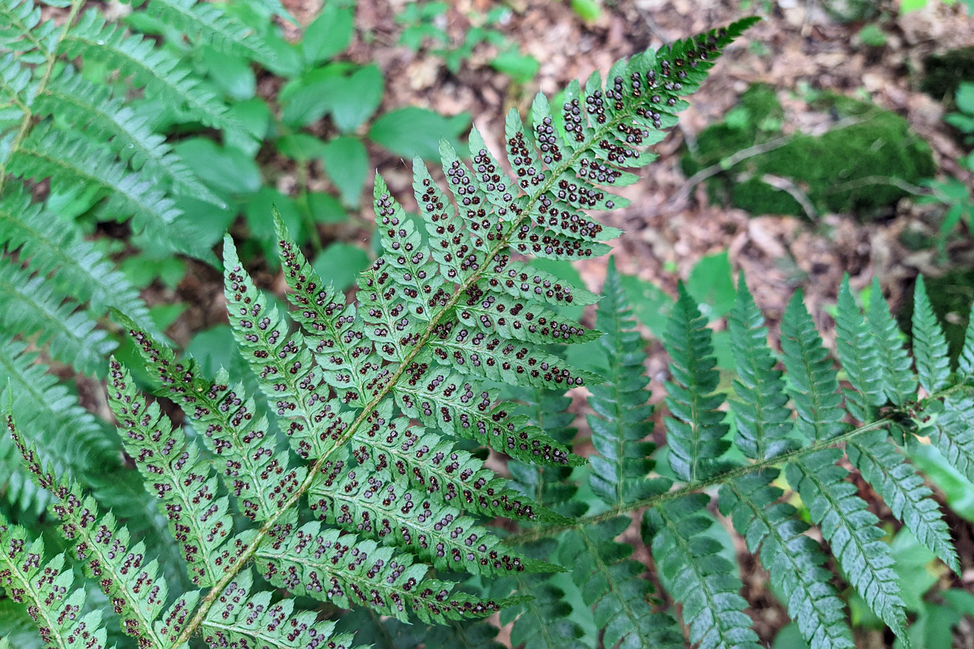 Изображение особи Polystichum braunii.