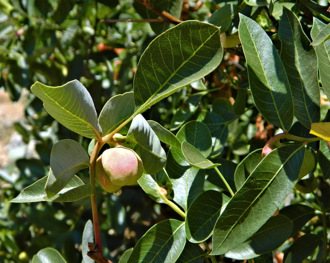 Image of Pistacia terebinthus specimen.