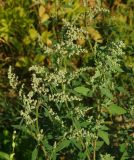 Chenopodium album