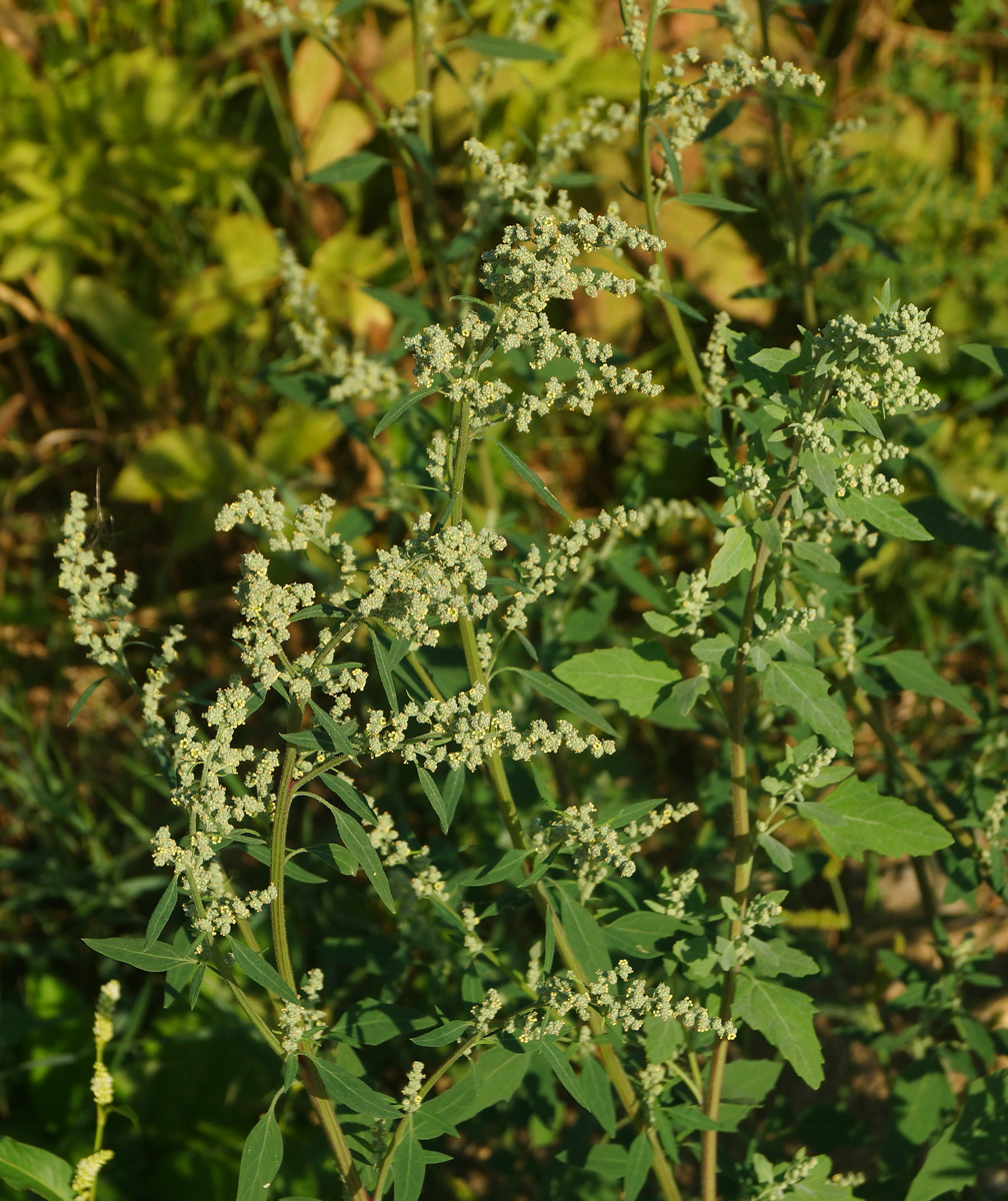 Изображение особи Chenopodium album.