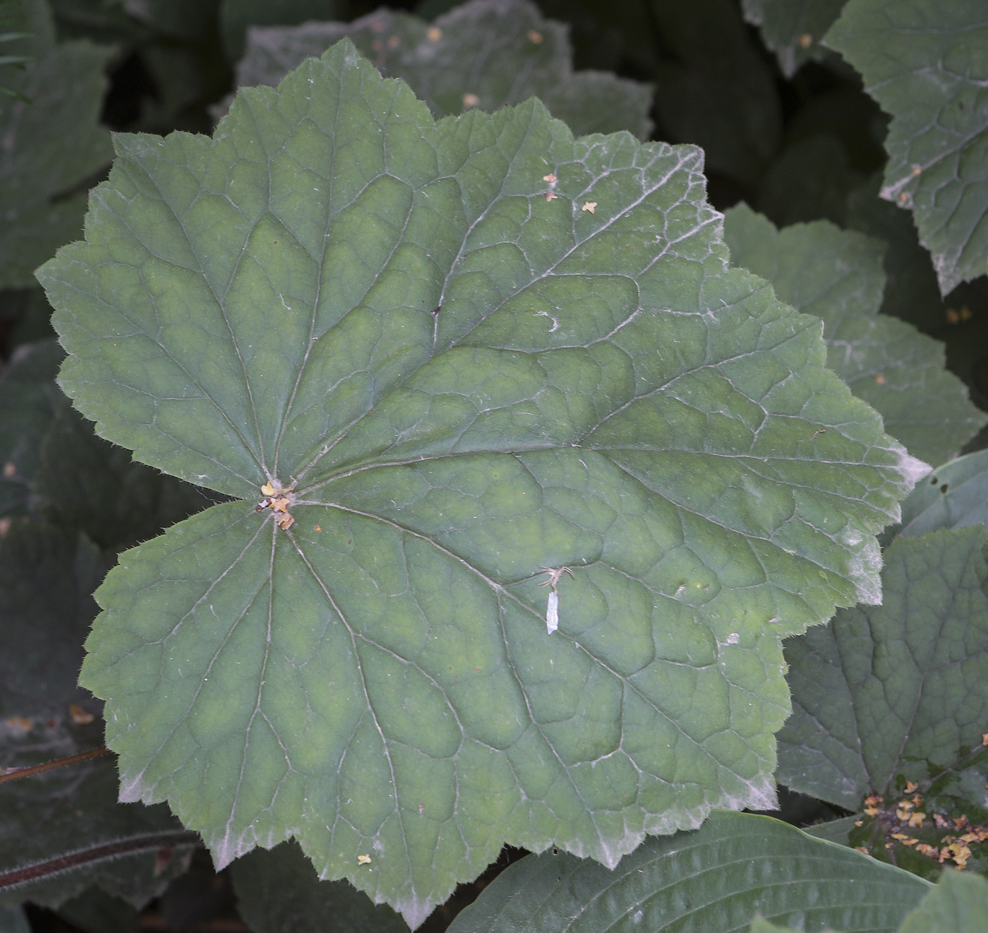 Image of Heuchera sanguinea specimen.