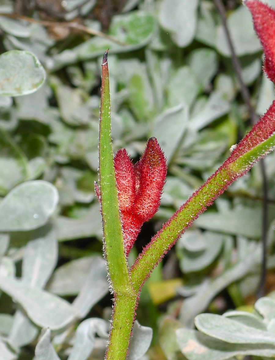 Image of genus Anigozanthos specimen.