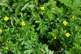 Potentilla erecta