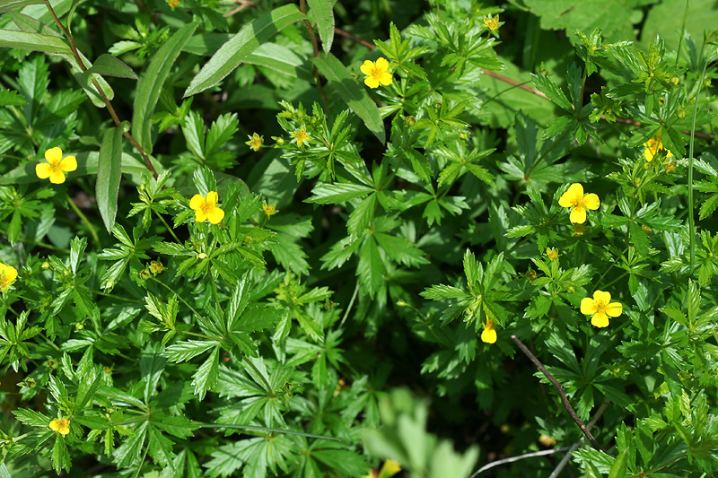 Image of Potentilla erecta specimen.