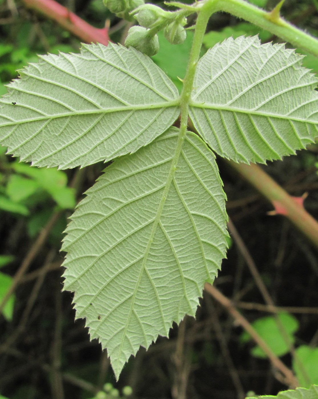 Изображение особи Rubus sanctus.