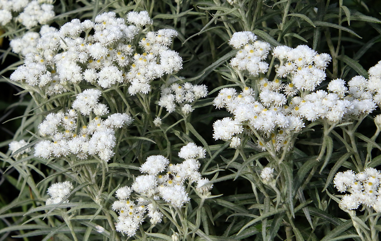 Image of Anaphalis margaritacea specimen.