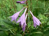 Hosta albomarginata. Часть соцветия. Хабаровск, приусадебный участок, в культуре. 14.08.2013.