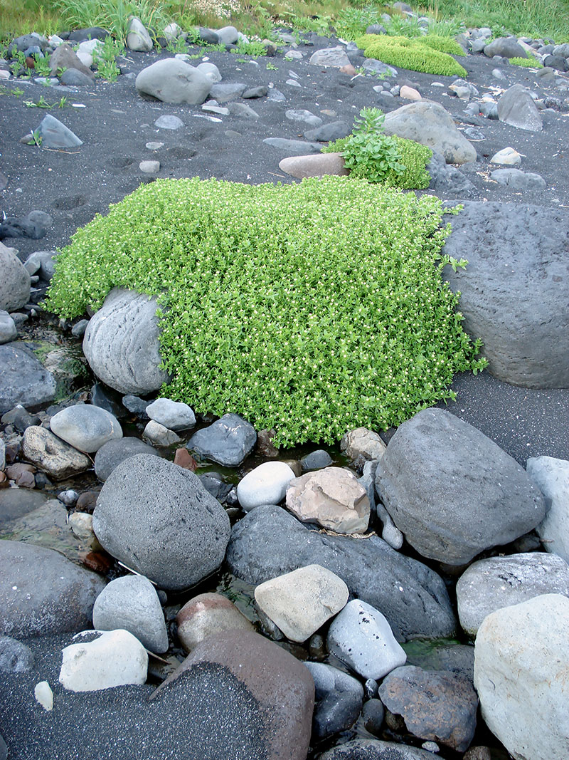 Image of Honckenya peploides ssp. major specimen.