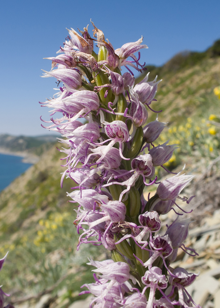 Изображение особи Orchis simia.