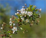 Cerasus vulgaris