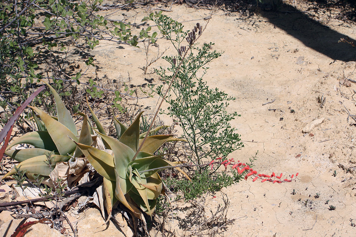 Image of genus Aloe specimen.