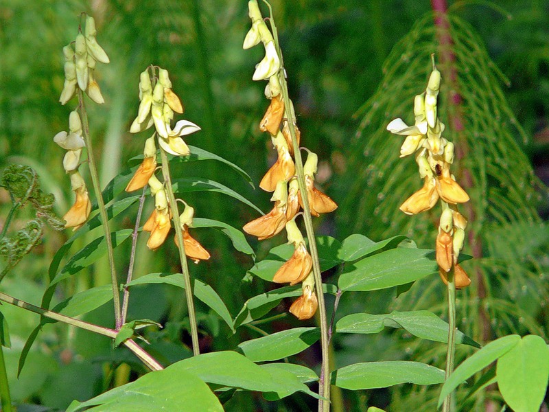 Изображение особи Lathyrus gmelinii.