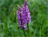 Dactylorhiza fuchsii