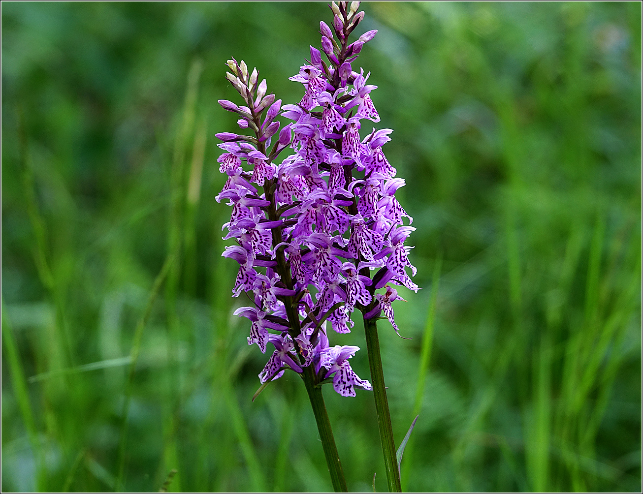 Image of Dactylorhiza fuchsii specimen.