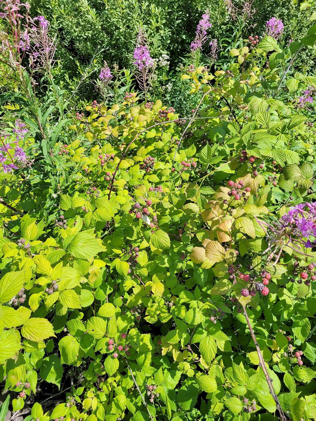 Изображение особи Rubus occidentalis.