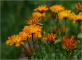 Calendula officinalis