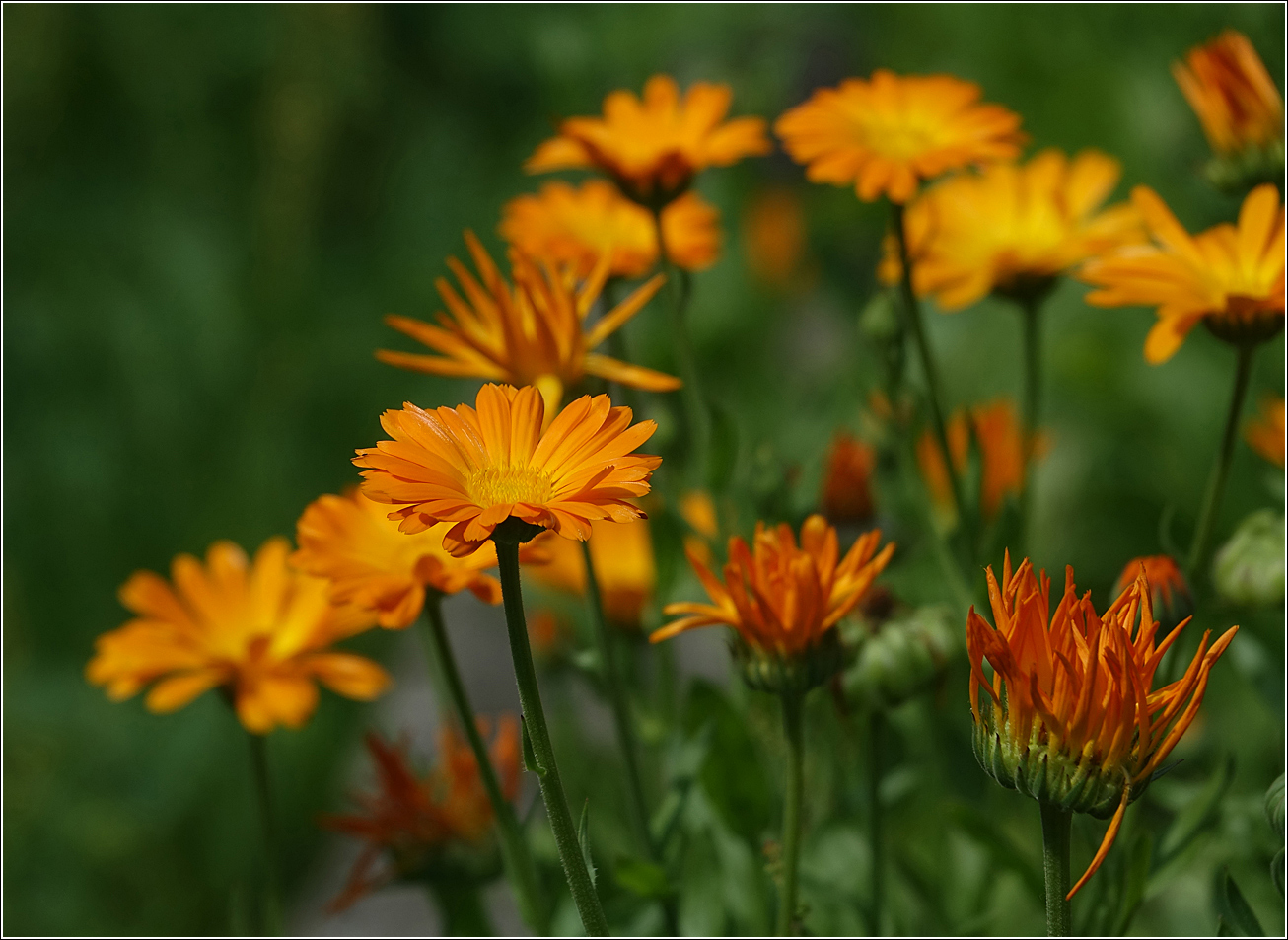 Изображение особи Calendula officinalis.