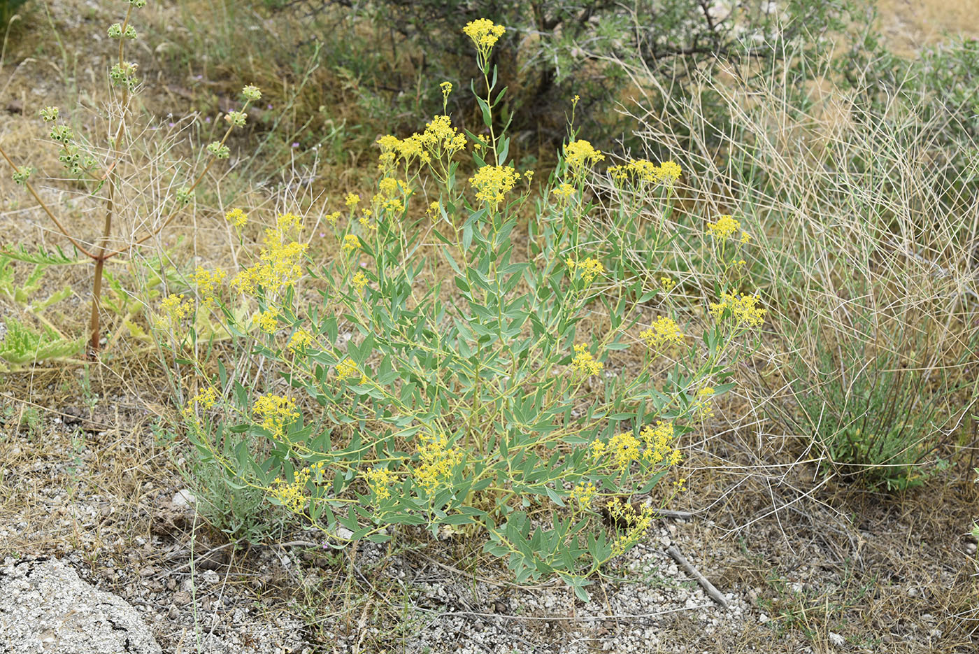 Изображение особи Haplophyllum acutifolium.