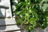 Passiflora caerulea. Верхушка побега. Крым, Южный Берег, г. Алушта, в культуре. 16.07.2021.