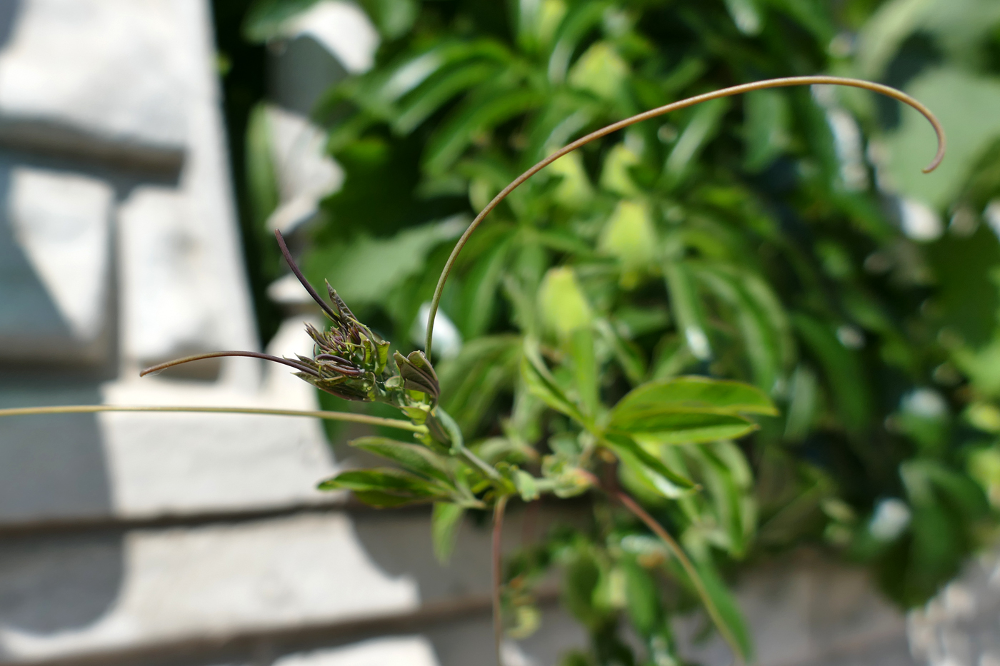 Image of Passiflora caerulea specimen.