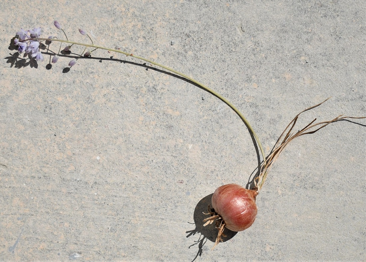 Image of Prospero autumnale specimen.