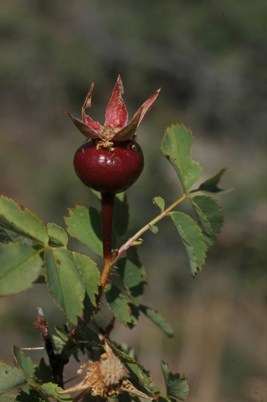 Image of Rosa spinosissima specimen.